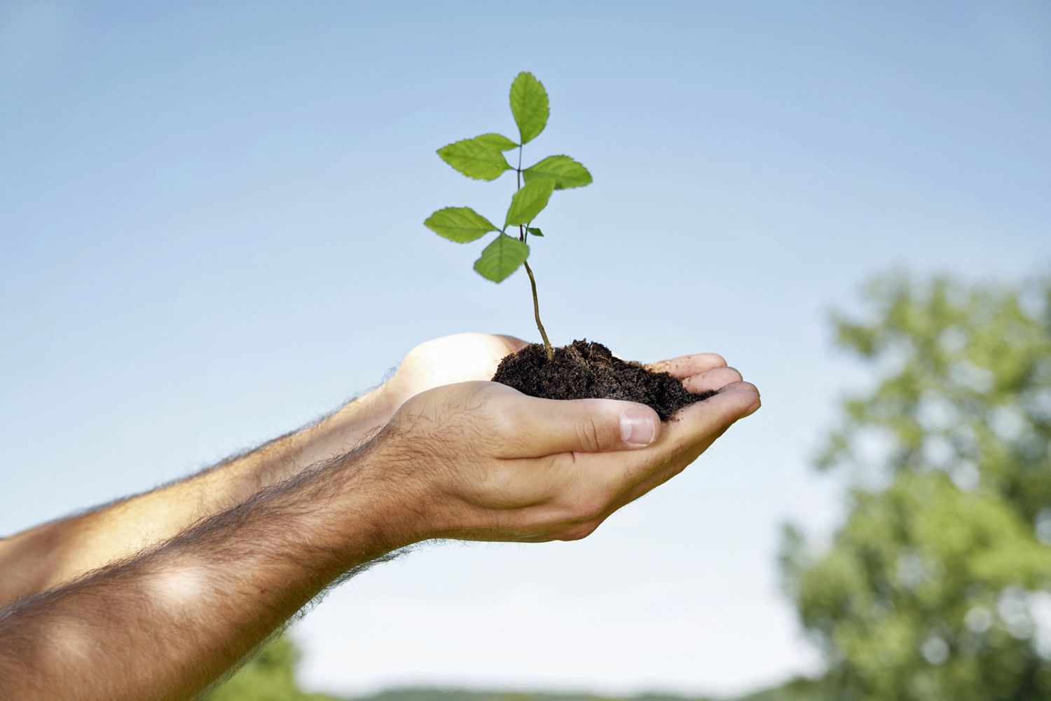 Как сохранить рост. Сохранение почвы. Растения поддерживают жизнь. Spiritual growth. Soil Conservation.